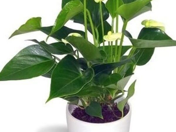 Witte anthurium in pot